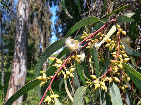 Blossom flowers of River Red Gum, Eucalyptus camaldulensis Stock Photo | Adobe Stock