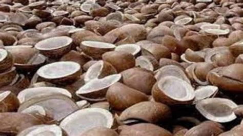 India’s coconut product export growth slows to 9.8% in FY23 on Ukraine ...