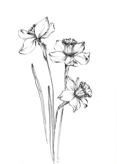 Narcissis Art, Daffodil Drawings, Daffodil Artwork, Narcissus Daffidil Flower, Flower Art ...