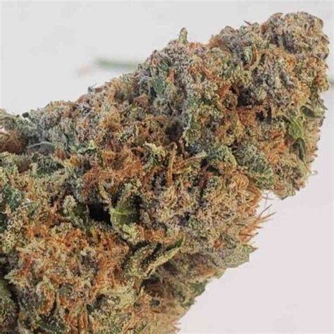 Joker’s Wild (R) – Cannabis Seeds for Sale | North Atlantic Seed Co.