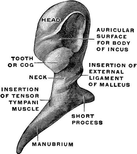 Malleus From Behind | ClipArt ETC