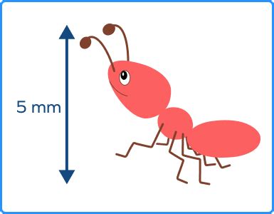 What Is A Millimeter? Definition, Formula, Conversions, Examples | peacecommission.kdsg.gov.ng