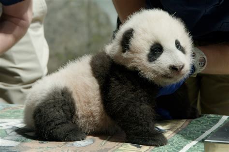 This Is The Name Of The National Zoo's Panda Cub | WAMU