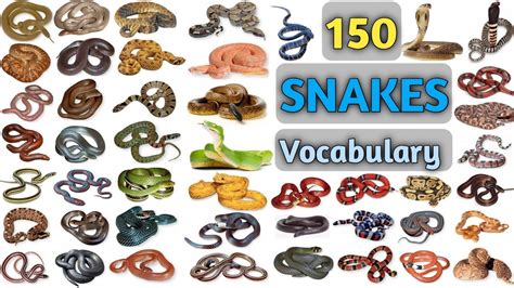 Snakes Vocabulary ll 150 Snakes Name In English With Pictures ll ...