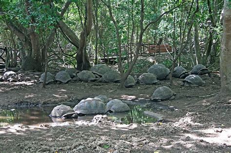 Aldabra Giant Tortoise - A-Z Animals