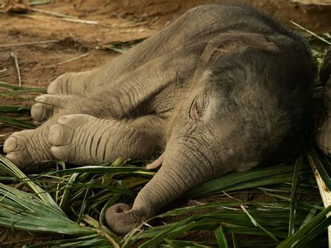 Photo of Baby Elephant Sleeping on the Ground · Free Stock Photo