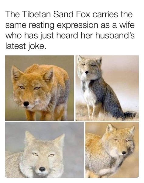 tibetan sand fox wife joke | Fox memes, Animal memes, Funny animals