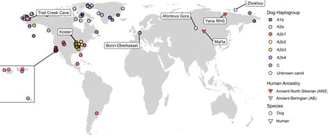 Dog domestication and the dual dispersal of people and dogs into the Americas | PNAS