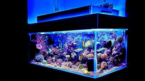 Saltwater Fish Tank: Your Step-by-Step For Setting Up a New Reef Tank