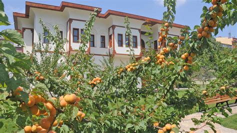 Malatya Gold: The Apricots