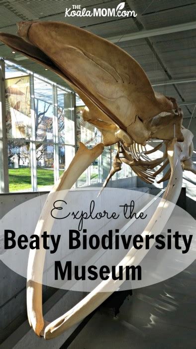 The Beaty Biodiversity Museum at UBC • The Koala Mom