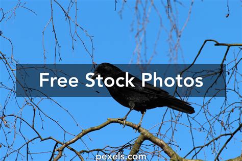 Raven Silhouette Photos, Download The BEST Free Raven Silhouette Stock ...