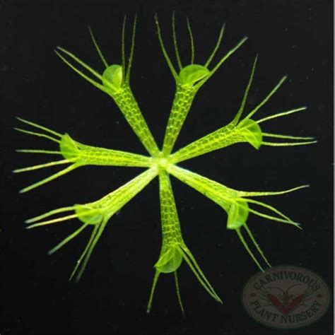 Aldrovanda Vesiculosa - Waterwheel Carnivorous Plant For Sale