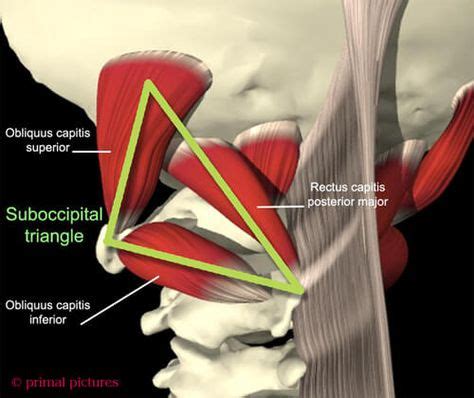 Suboccipital Triangle & Headaches | Physical therapy, Body diagram ...