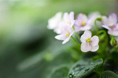 African Violet Watering 101 Guide - The Practical Planter