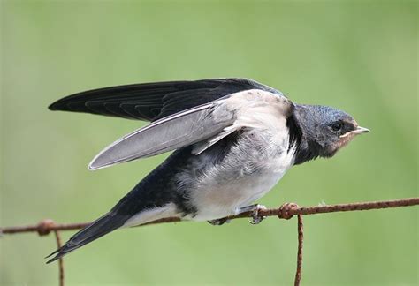 Another Bird Blog: Swallows And Martins | Swallow, Martin, Bird