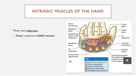 Summary of the Intrinsic Muscles of the Hand - YouTube