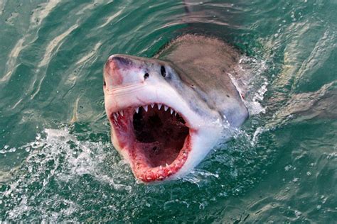 The deadliest and most dangerous shark species