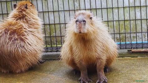 Capybara In Captivity - Lifespan, Breeding, Health Issues