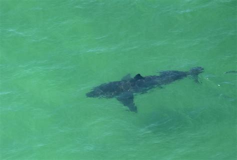 Shark Attacks 46 Years Old School Teacher in South Australia, Leaving ...