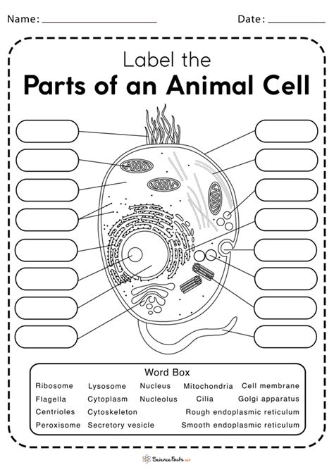 Label The Parts Of An Animal Cell Worksheet Answer Key - Printable Word Searches