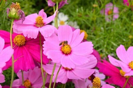 17 Types of Cosmos Flowers for Stunning Garden Displays - Petal Republic