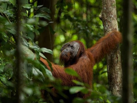 Orangutan on the Edge - Mission Critical Gallery - Nat Geo WILD National Geographic Tv Shows ...