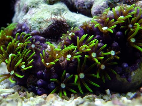 green star polyps | Reef tank, Green, Under the sea