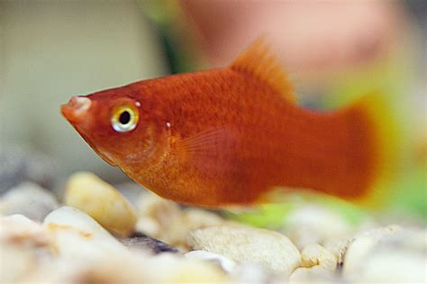 Has my fish got ich and cotton mouth | AquariaCentral.com