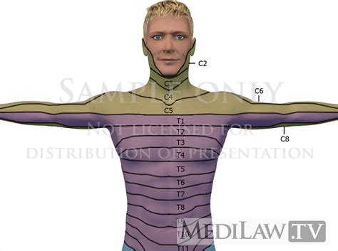 Cervical Dermatomes Face