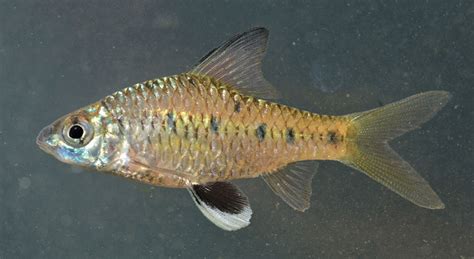 Indie Journal | New highly endemic species of Maharaja Barbs fish found in Northern Western Ghats