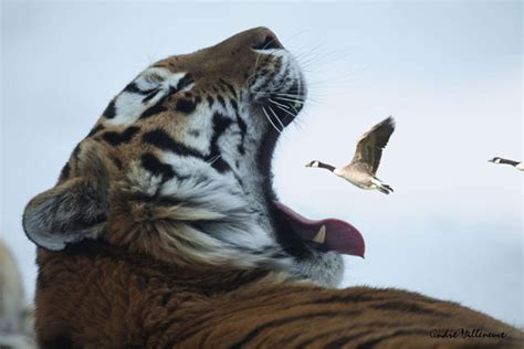 20 Brave Tiger Photography - Edge of Extinction