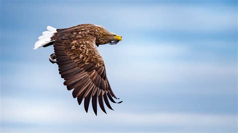 Sea Eagle :: Behance