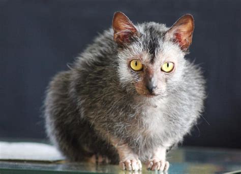 Lykoi (Wolf Cat) Cat Breed Health and Care | PetMD