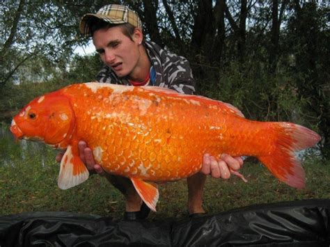 koi fish | Biggest Koi Fish - XciteFun.net | Koi fish, Koi, Fish