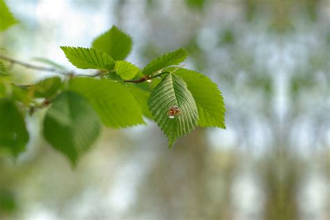 Elm Leaf Beetle Control – Total Tree Care