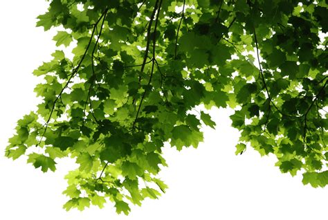 Leaves Corner transparent PNG - StickPNG