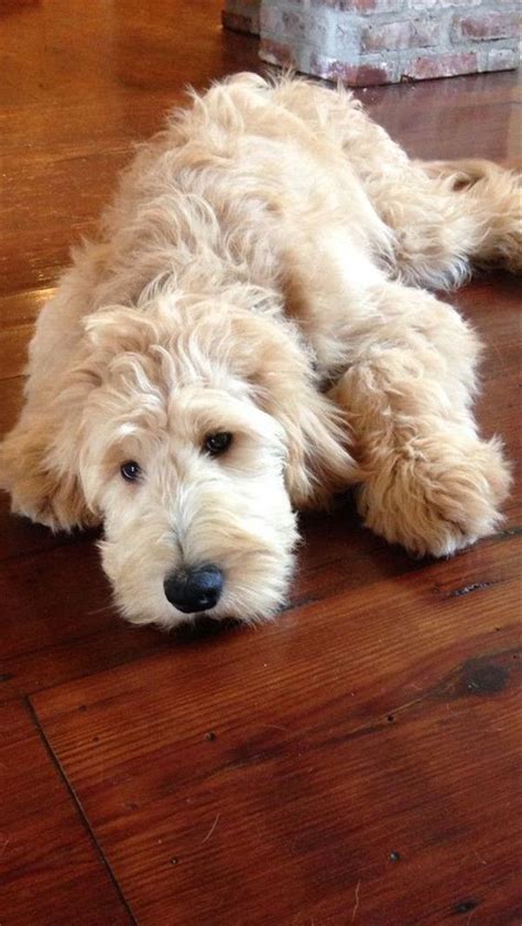 Cute Labradoodles dog | Labradoodle puppy, Cute animals, Cute dogs