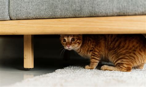 Why Is My Cat Hiding? Plus, 5 Places to Look | BeChewy