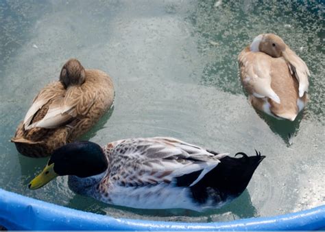 How to Keep Your Ducks Healthy: 21 Duck Care Tips to Remember