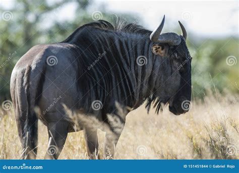 Black wildebeest, Africa stock photo. Image of horns - 151451844