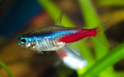 Pregnant Neon Tetra - Is Your Fish Going to Lay Eggs? - AquariumNexus