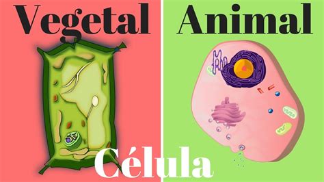 Célula vegetal, célula animal, diferencias y semejanzas - YouTube