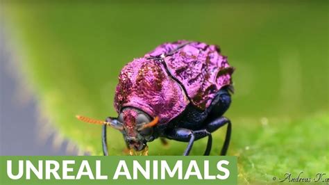 Beetle from Amazon rainforest is incredibly shiny - YouTube