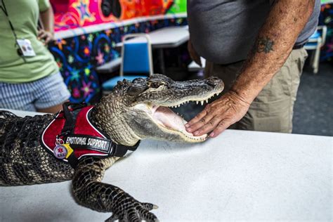 You’re out: Emotional support alligator banned from Phillies game - pennlive.com