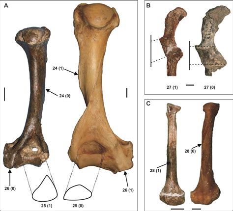 Phylogeny and systematics of the Orycteropodidae (Mammalia ...