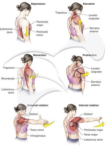 حرکات کمربند شانه (Shoulder girdle movements) | Yoga anatomy, Hand ...