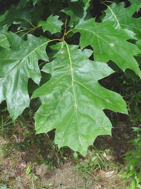 Quercus rubra (northern red oak): Go Botany