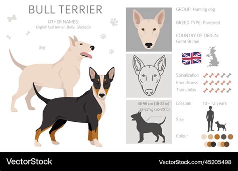 Bull terrier clipart all coat colors set Vector Image