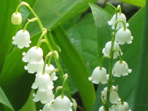 Lily of the valley, the national flower of my country Finland.:) - Flowers Photo (31554530) - Fanpop